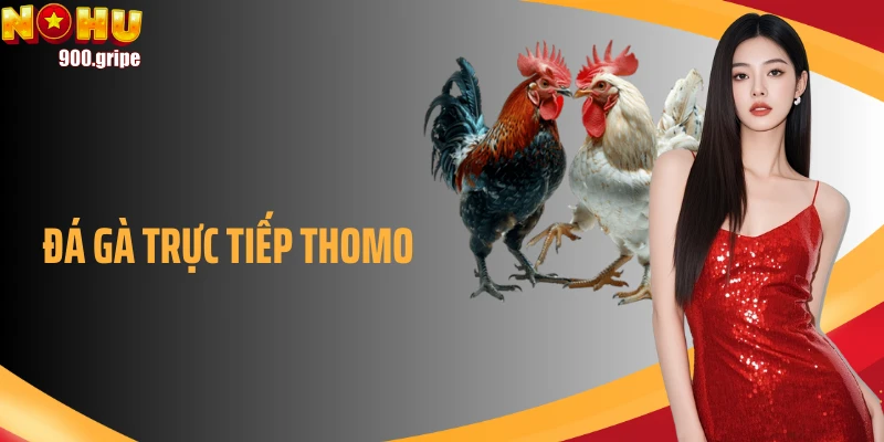 Trải Nghiệm Đá Gà Trực Tiếp Thomo Đỉnh Cao Tại Nohu90