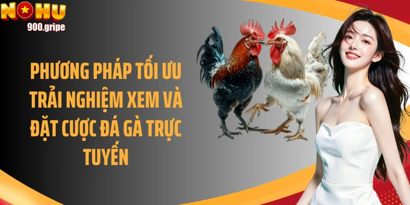 Phương pháp tối ưu trải nghiệm xem và đặt cược đá gà trực tuyến